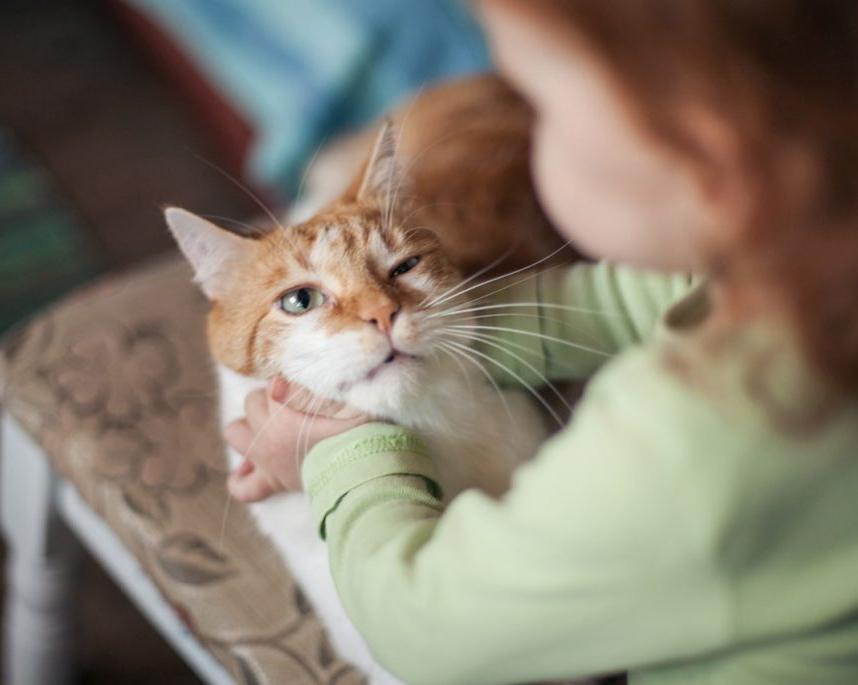 Почему ребёнок мучает котёнка и что делать
